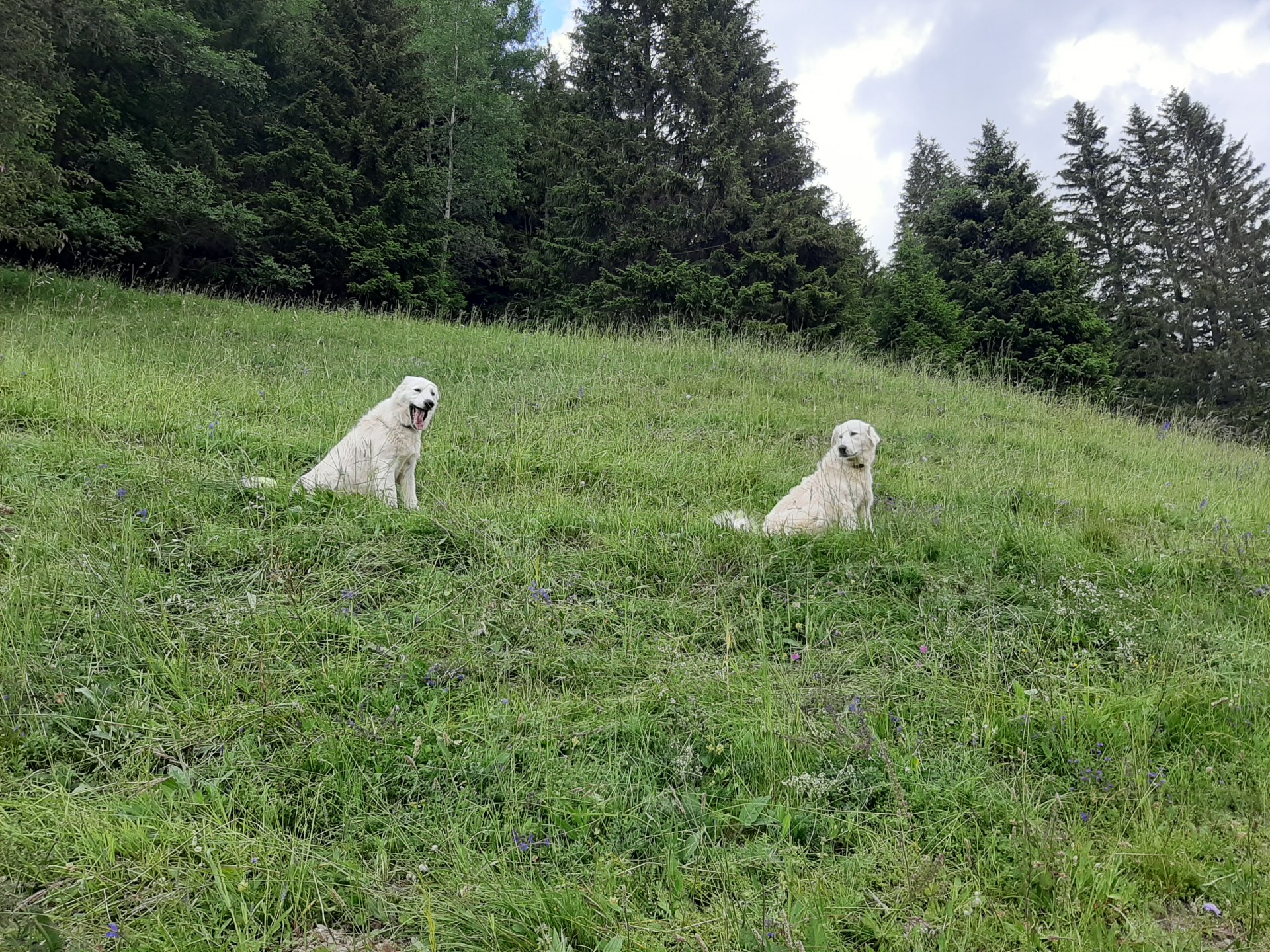 2 chiennes Abruzzes gardiennes Prada et Prioux 