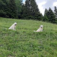 2 chiennes Abruzzes gardiennes Prada et Prioux 