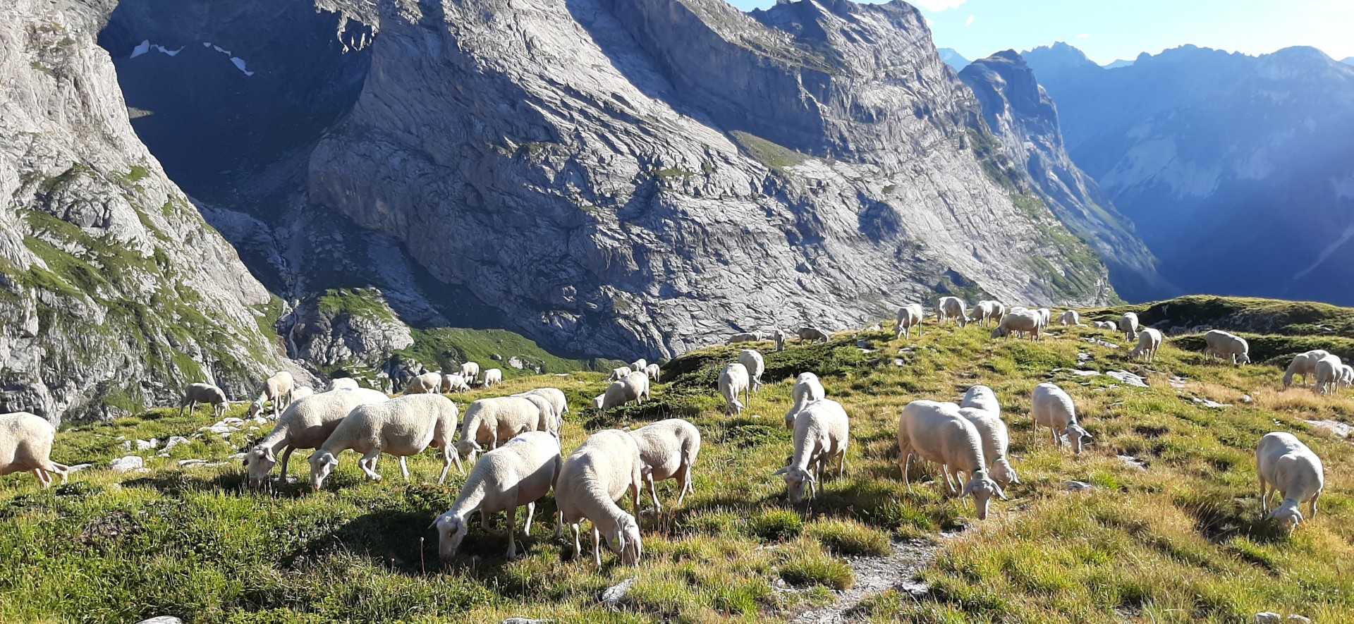 Alpage été 2020 à la glière