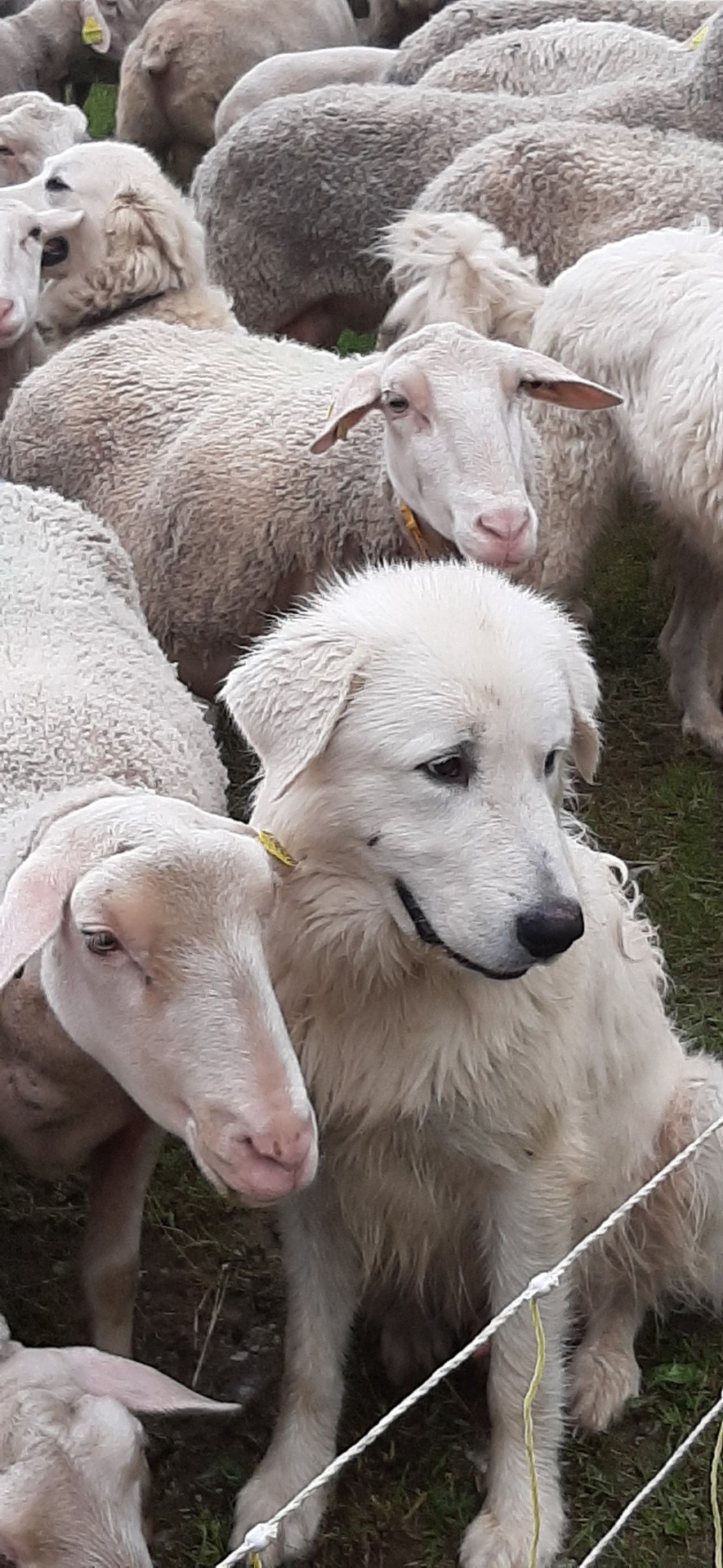 Arrivée de Tyson à la Bergerie