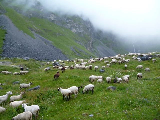 brebis à l'alpage