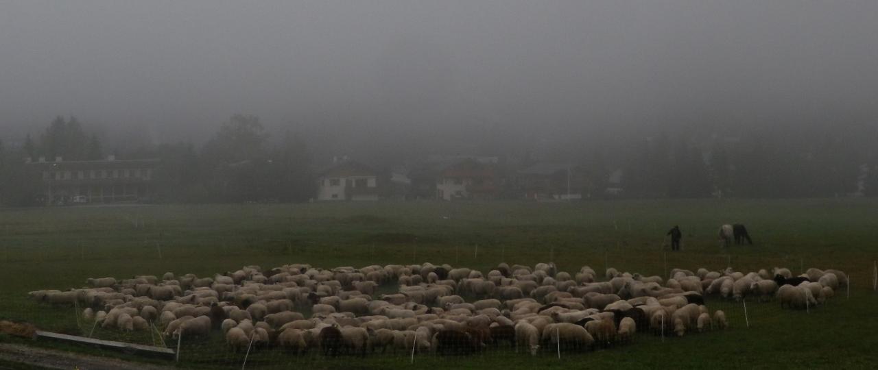 La démontagnée dans le brouillard