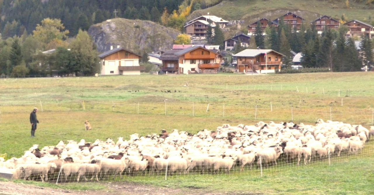 Démontagnée et rassemblement