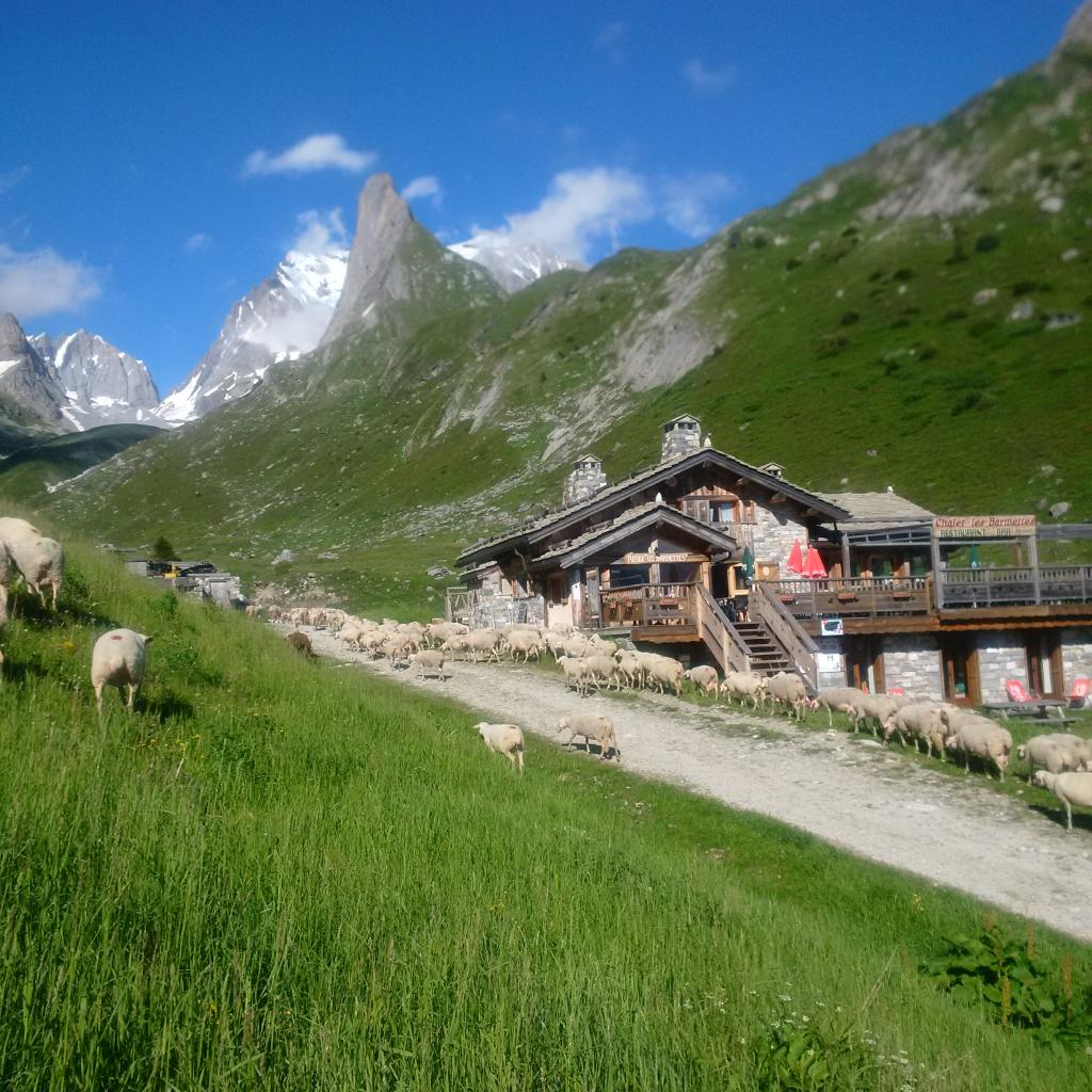 Non les brebis n'ont pas réservé une place au refuge !!