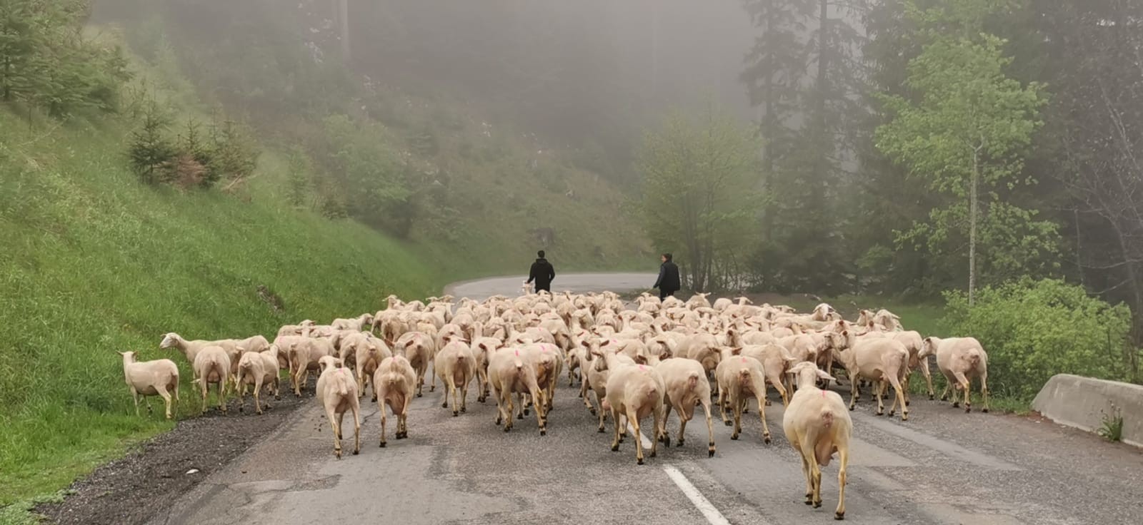 transhumance été 2020 vers les fontanettes