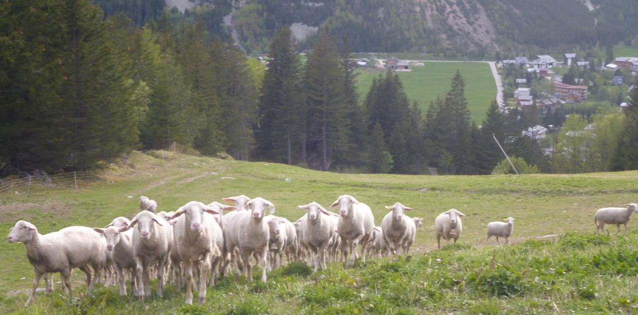 La saison estivale 2014 démarre, les brebis montent petit à petit