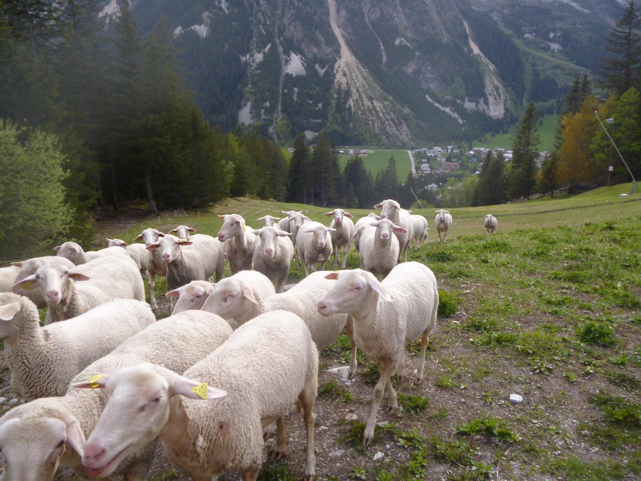 Dessous, dans la vallée, Pralognan